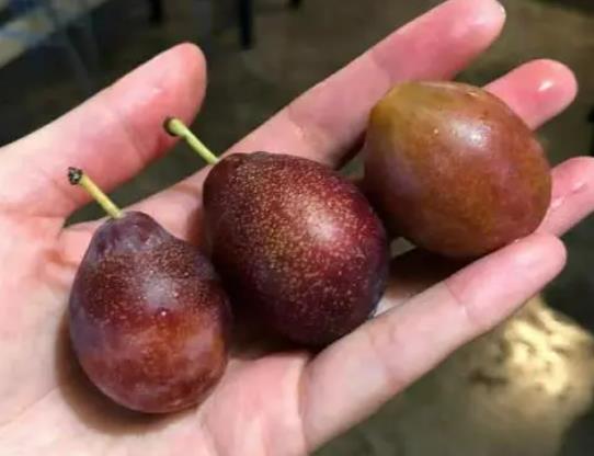 吃西梅的好處是什么?西梅是高糖還是低糖水果 吃西梅的好處是什么?西梅是高糖還是低糖水果