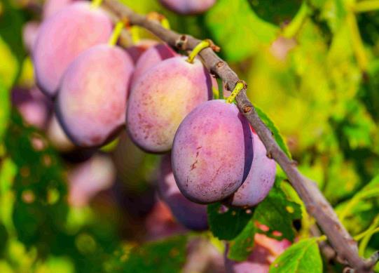 西梅的白色粉末有毒嗎?西梅表皮的白霜怎么洗掉 西梅的白色粉末有毒嗎?西梅表皮的白霜怎么洗掉