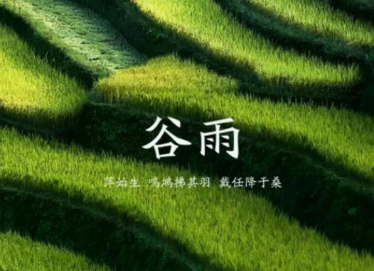 谷雨之后還要冷多久?24節氣過了哪個節氣就不會下霜了 谷雨之后還要冷多久?24節氣過了哪個節氣就不會下霜了