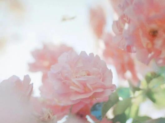 喵街花園怎么邀請好友助力?喵街花園的香氣怎么獲取 喵街花園怎么邀請好友助力?喵街花園的香氣怎么獲取