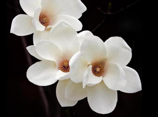 喵街花園怎么邀請好友助力?喵街花園的香氣怎么獲取 喵街花園怎么邀請好友助力?喵街花園的香氣怎么獲取