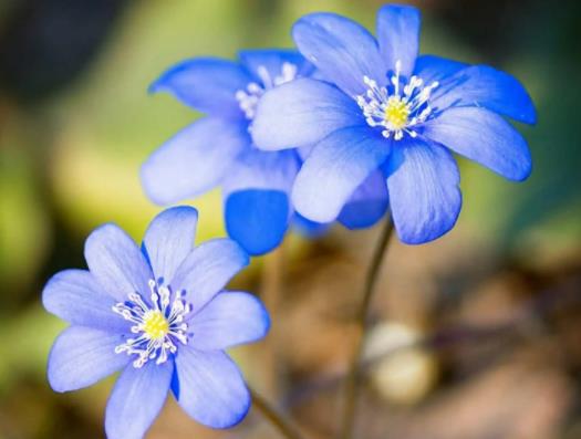 喵街花園的花質量怎么樣?喵街花園的花有沒有寄出要怎么查 喵街花園的花質量怎么樣?喵街花園的花有沒有寄出要怎么查