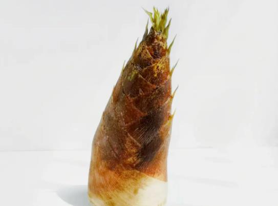 ���S�ű������ܷŶ�������S�ű������߀���������