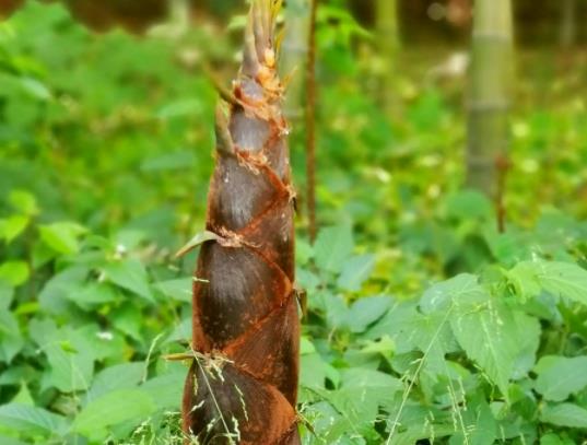 ���S��������I(y��ng)�B(y��ng)��(hu��)��ʧ�᣿���S�ű����߀�Ƿ������