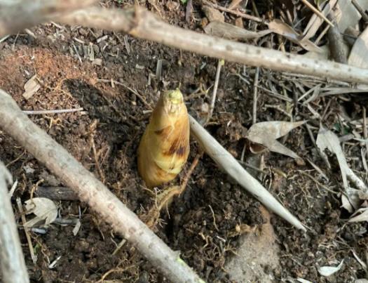 春筍怎么做好吃?春筍和冬筍怎么區(qū)分 春筍怎么做好吃?春筍和冬筍怎么區(qū)分