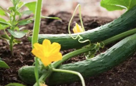 痛風患者可以吃黃瓜嗎?吃黃瓜有哪些好處? 痛風患者可以吃黃瓜嗎?吃黃瓜有哪些好處?