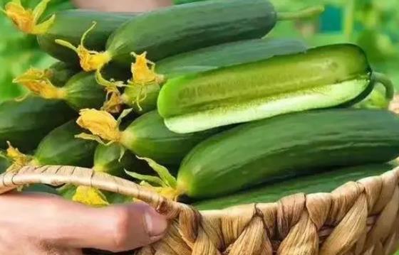 黃瓜發苦還能吃嗎?黃瓜為什么是苦的? 黃瓜發苦還能吃嗎?黃瓜為什么是苦的?