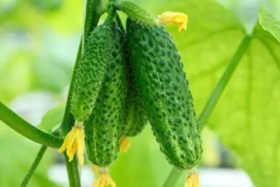 黃瓜發苦還能吃嗎?黃瓜為什么是苦的? 黃瓜發苦還能吃嗎?黃瓜為什么是苦的?