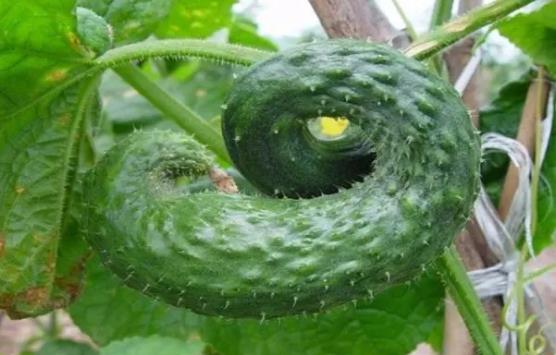 �S�ό��ڰl��᣿�����S���^ҹ��߀�ܳԆ᣿