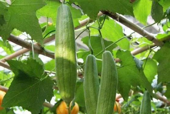 ���ڿ��ԳԽz�φ᣿�z���Ǻ���ʳ��᣿