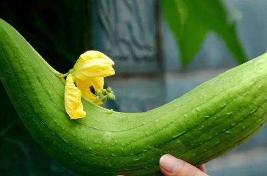 ���ڿ��ԳԽz�φ᣿�z���Ǻ���ʳ��᣿