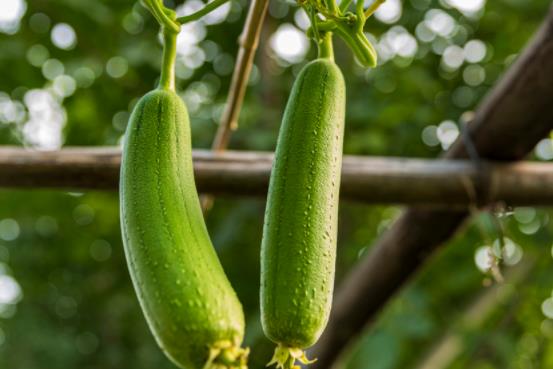 �z�Ͽ������Ԇ����z������߀�Ǜ��Ԇ���