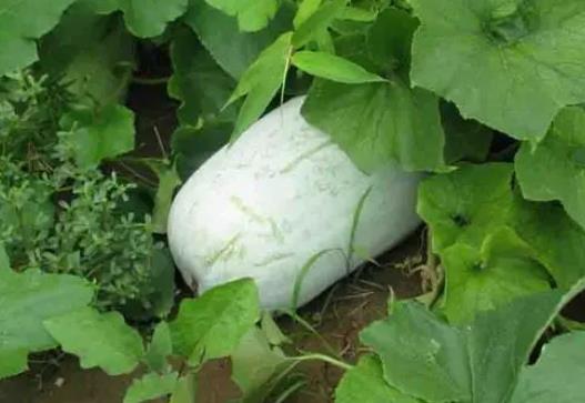 �����Ǻ��ԵĆ������ڿ��ԳԶ��φ᣿