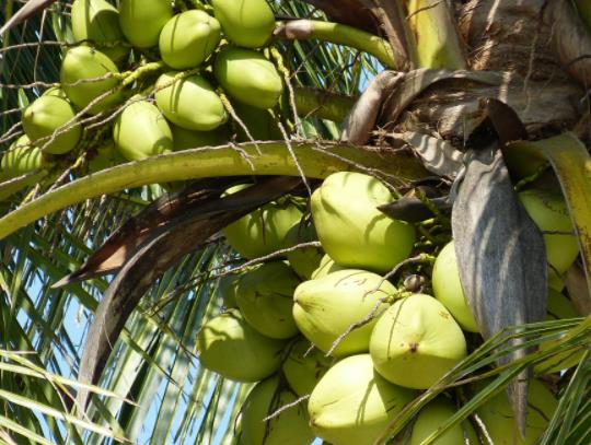 開了口的椰子水可以第二天喝嗎?變質椰子水喝了會死嗎 開了口的椰子水可以第二天喝嗎?變質椰子水喝了會死嗎