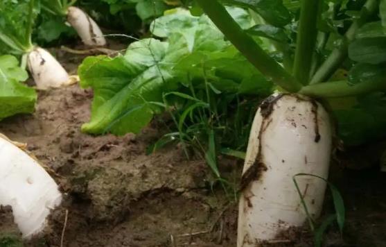 拉肚子可以吃蘿卜嗎?吃蘿卜可以緩解便秘嗎? 拉肚子可以吃蘿卜嗎?吃蘿卜可以緩解便秘嗎?