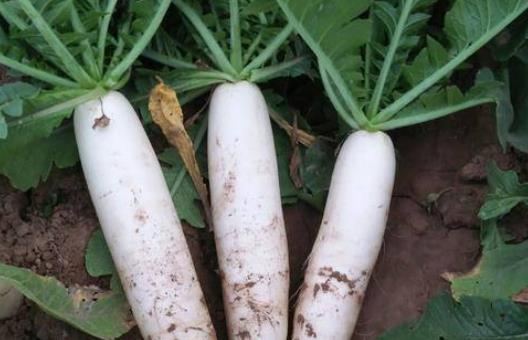 拉肚子可以吃蘿卜嗎?吃蘿卜可以緩解便秘嗎? 拉肚子可以吃蘿卜嗎?吃蘿卜可以緩解便秘嗎?