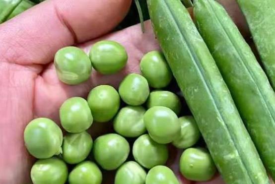 ���ڿ��Գ��㶹�᣿���ڳ��㶹��Ҫע��ʲô��