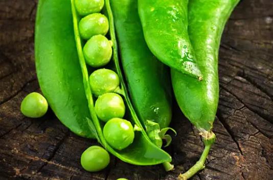 ���ڿ��Գ��㶹�᣿���ڳ��㶹��Ҫע��ʲô��