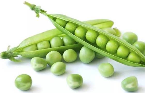 ���ڿ��Գ��㶹�᣿���ڳ��㶹��Ҫע��ʲô��