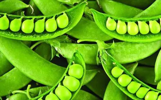 �a(ch��n)�D���Գ��㶹�᣿�a(ch��n)�D���㶹��(hu��)���̆᣿