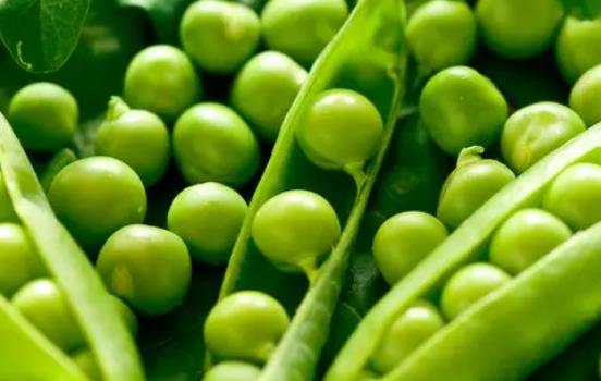 �a(ch��n)�D���Գ��㶹�᣿�a(ch��n)�D���㶹��(hu��)���̆᣿