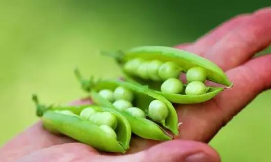 �㶹�Ǜ���ʳ��᣿��(j��ng)�ڿ��Գ��㶹����