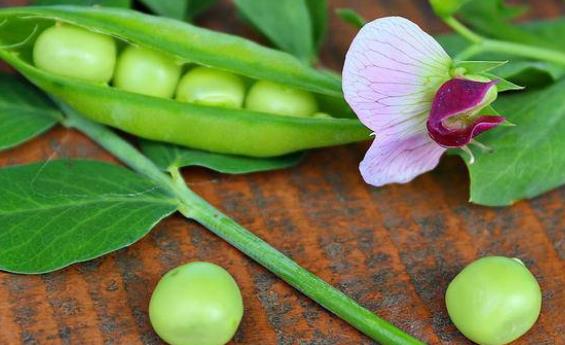 �㶹�ж��Ԇ᣿С�����Գ��㶹����