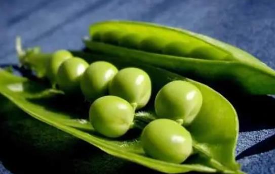 �㶹�ж��Ԇ���С�����Գ��㶹����