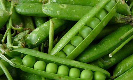 �㶹�к����ʆ᣿ʹ�L���߿��Գ��㶹�᣿