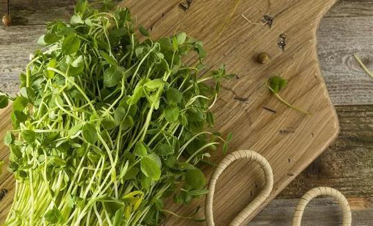 孕婦可以吃豌豆芽嗎?孕期吃豌豆芽需要注意什么? 孕婦可以吃豌豆芽嗎?孕期吃豌豆芽需要注意什么?