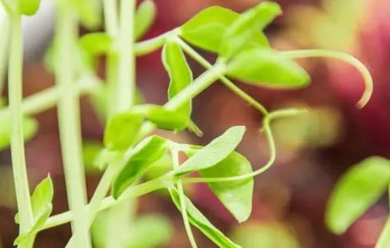 產(chǎn)婦可以吃豌豆芽嗎?產(chǎn)婦吃豌豆芽會(huì)回奶嗎? 產(chǎn)婦可以吃豌豆芽嗎?產(chǎn)婦吃豌豆芽會(huì)回奶嗎?