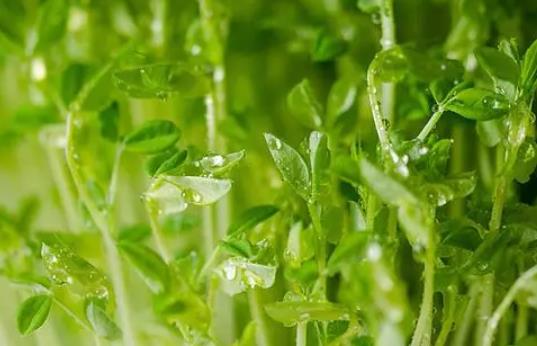 產(chǎn)婦可以吃豌豆芽嗎?產(chǎn)婦吃豌豆芽會(huì)回奶嗎? 產(chǎn)婦可以吃豌豆芽嗎?產(chǎn)婦吃豌豆芽會(huì)回奶嗎?