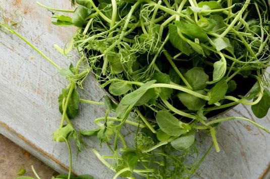 �㶹ѿ���ǆ᣿���򲡻��߿��Գ��㶹ѿ�᣿