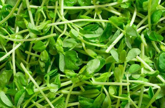 �㶹ѿ���ǆ᣿���򲡻��߿��Գ��㶹ѿ�᣿