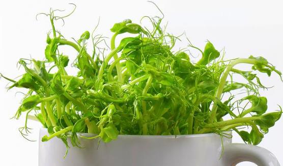 �������Գ��㶹ѿ�᣿���Č������Գ��㶹ѿ��