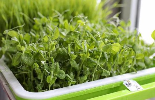 �������Գ��㶹ѿ�᣿���Č������Գ��㶹ѿ��