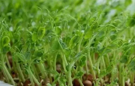 �㶹ѿ�Ǜ���ʳ��᣿���㶹ѿ��(hu��)�ϻ��᣿