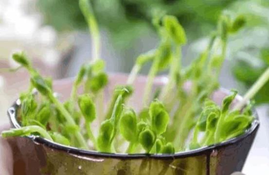 �㶹ѿ�Ǜ���ʳ��᣿���㶹ѿ��(hu��)�ϻ��᣿