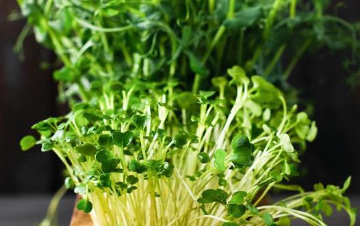 �㶹ѿ���˕�Û���?�㶹ѿ�ж��Ԇ᣿