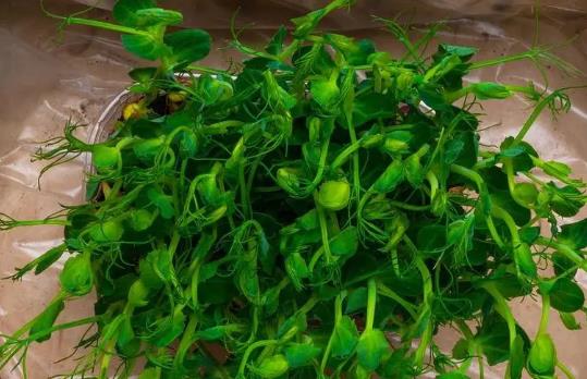 �㶹ѿ�ǰl(f��)������㶹ѿ��ʲô��(hu��)�l(f��)����