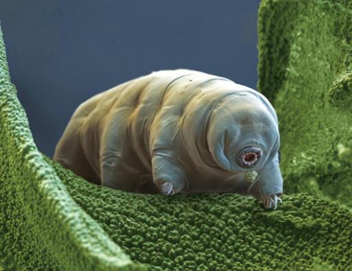 水熊蟲(chóng)是永生的嗎?為什么水熊蟲(chóng)捏一下就死了 水熊蟲(chóng)是永生的嗎?為什么水熊蟲(chóng)捏一下就死了