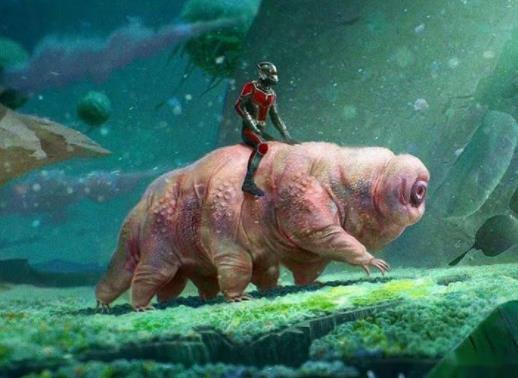 水熊蟲(chóng)是永生的嗎?為什么水熊蟲(chóng)捏一下就死了 水熊蟲(chóng)是永生的嗎?為什么水熊蟲(chóng)捏一下就死了