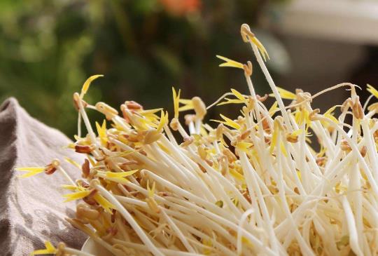 �ЋD���ԳԶ�ѿ�᣿�ЋD�Զ�ѿ��Ҫע��ʲô?