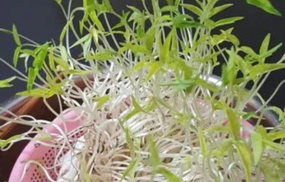 ��ѿ���c(di��n)��߀�ܳԆ᣿��ѿ��ʲô��(hu��)�ࣿ