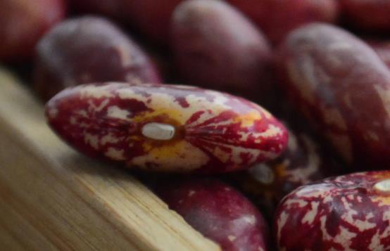 孕婦可以吃蕓豆嗎?孕婦吃蕓豆需要注意什么? 孕婦可以吃蕓豆嗎?孕婦吃蕓豆需要注意什么?