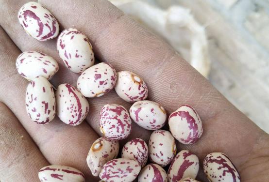 �������Գ��|���᣿���Č������Գ��|����