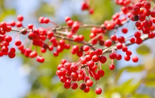 �ЋD���ԳԼt���᣿�ЋD�Լt����Ҫע��ʲô��