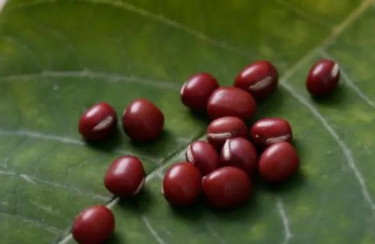 �t�����Գ����Ć᣿�t���]����͸�ܳԆ᣿