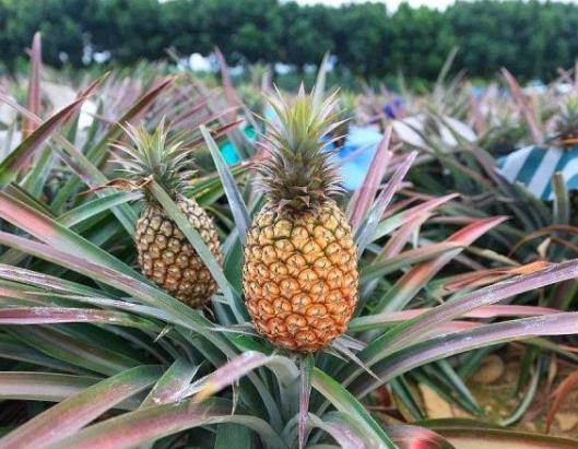 �ݲ��}��Ҫ���ǆ᣿���^�Ĳ��}�ڶ�����ԳԆ�