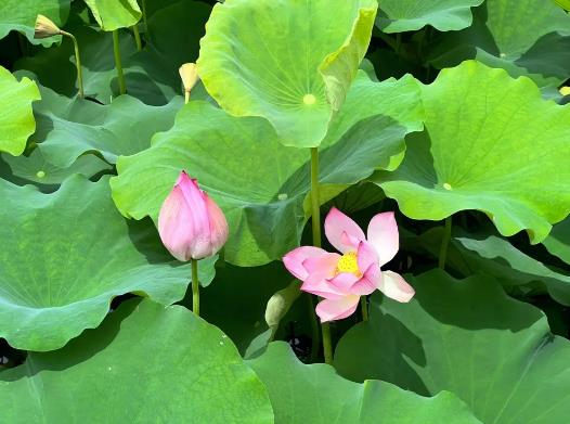 2023年夏天熱的晚嗎?2023年夏天比往年長(zhǎng)嗎 2023年夏天熱的晚嗎?2023年夏天比往年長(zhǎng)嗎